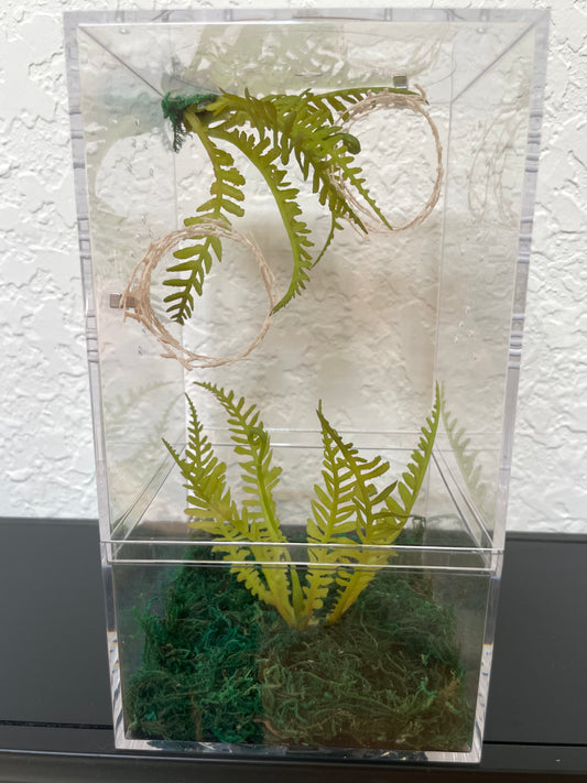 Spider Enclosure with Jungle Ferns