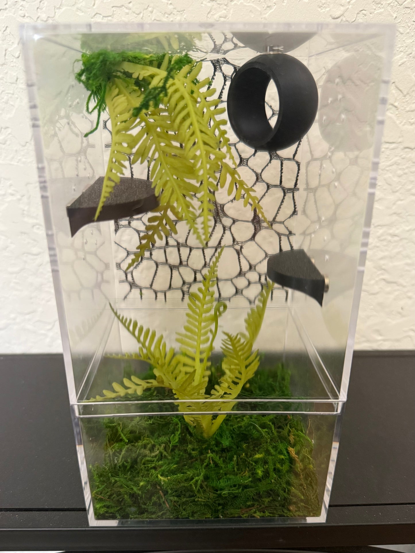 Spider Enclosure with Ferns and Black Background Web