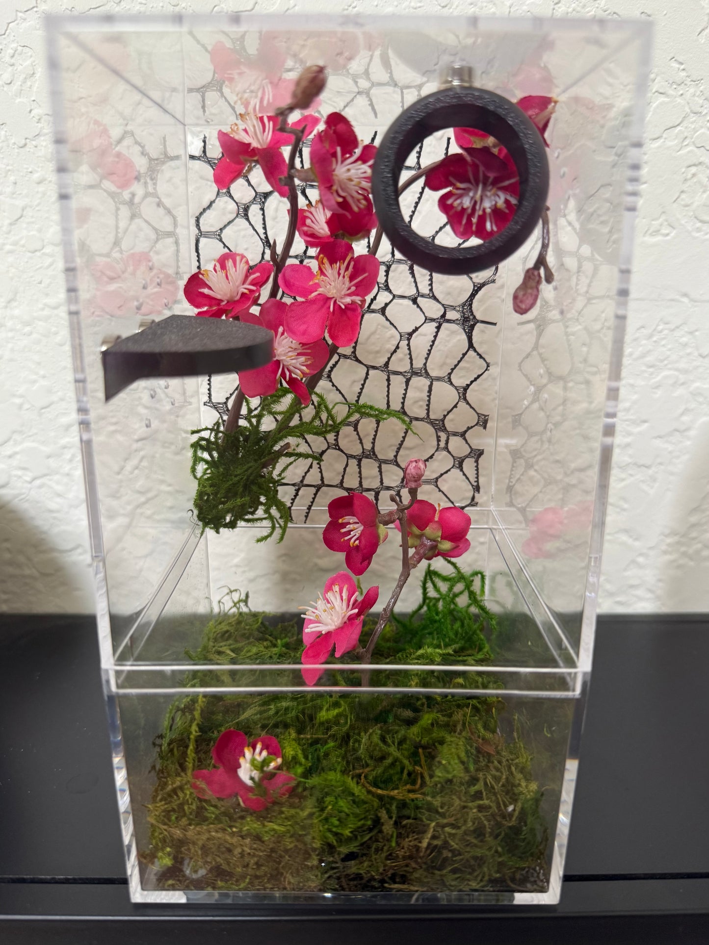 Spider Enclosure with Cherry Blossoms and Black Decorations