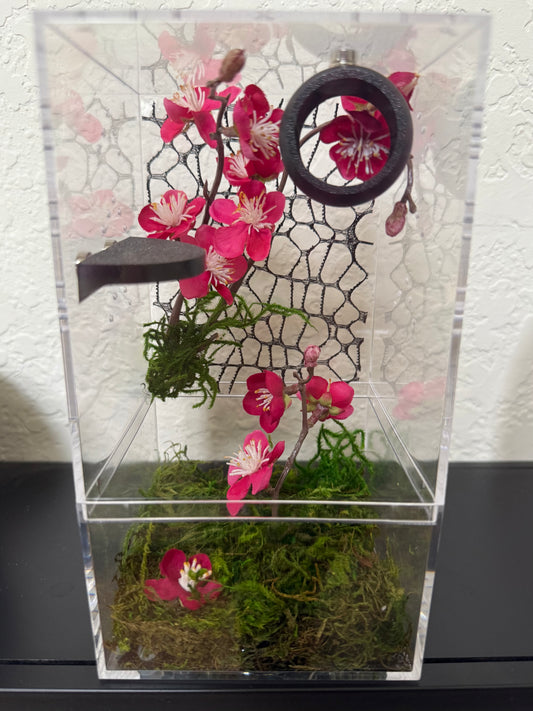 Spider Enclosure with Cherry Blossoms and Black Decorations